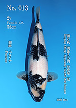 DIRECT鯉　室生養鯉産　ジャンボ当歳　紅白　36cm（0124-3） 錦鯉 2歳 阪井産 質抜群 紅白 55㎝位