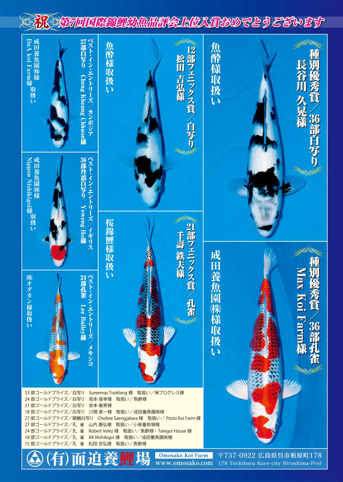 錦鯉七福☆品評会用27-1，孔雀(金子養鯉産新潟)20 | 全日本錦鯉振興会 