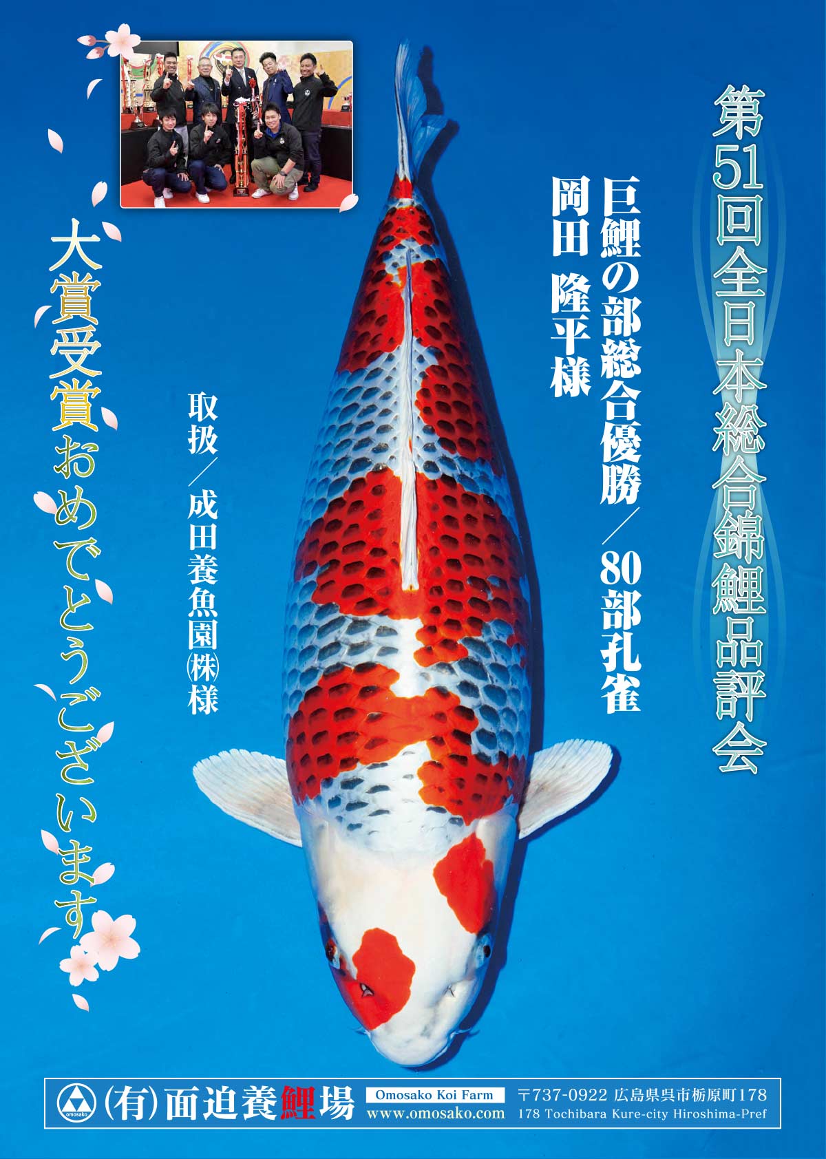 中山養魚場産 錦鯉 前川紅白 克錦鯉 品評会用立て鯉24年産、