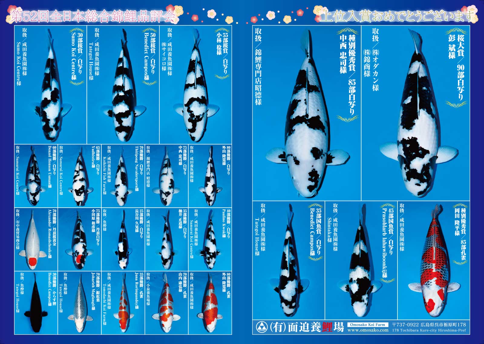 錦鯉七福☆品評会立て鯉用！2019産☆現品5本、1122－3新潟産、32～38cm 