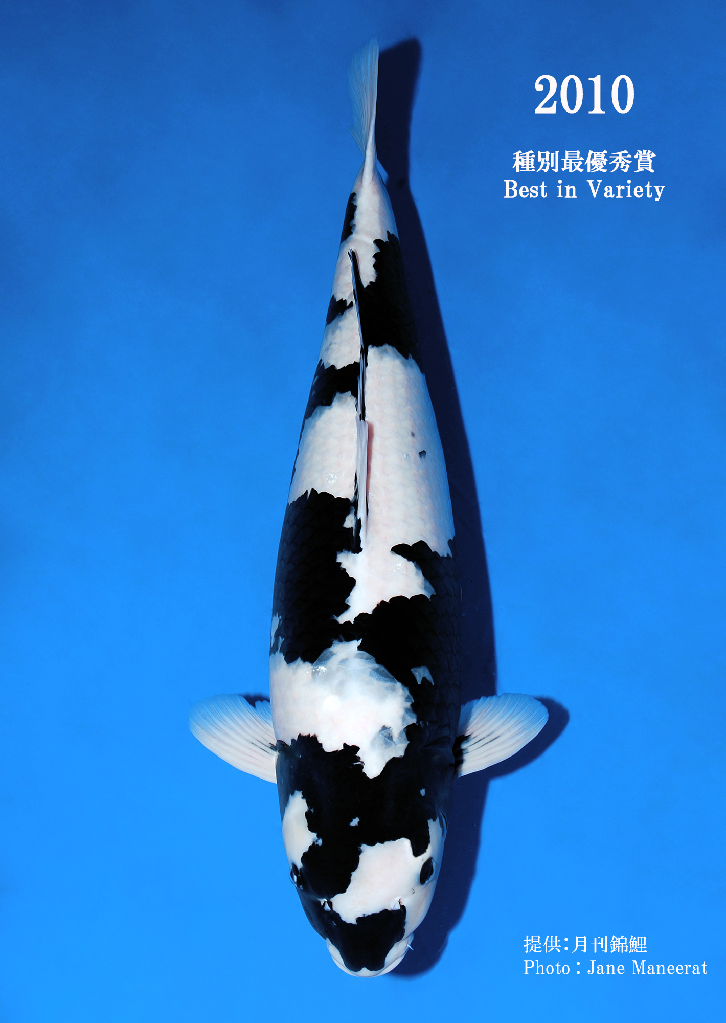 面迫養鯉場 - 次世代の白写りを造る。 