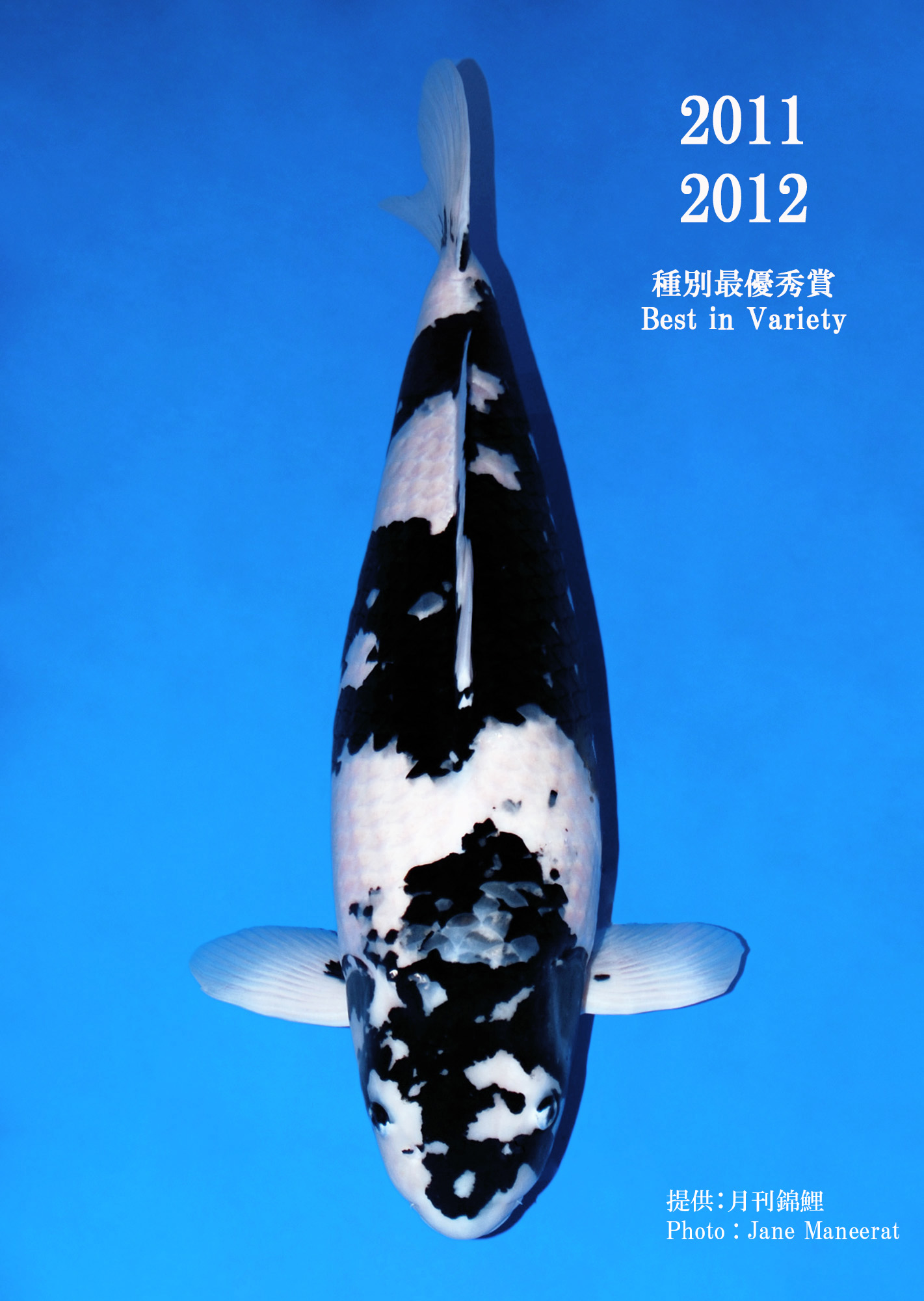 錦鯉七福☆野池上☆117-9銀鱗白写り(大家産) オス29年産38cm位 特級品 